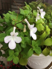Streptocarpus saxorum