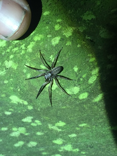 Segestriidae