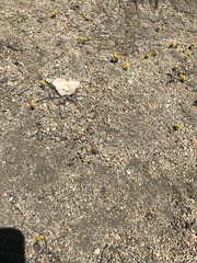 Nemacladus sigmoideus