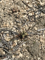 Nemacladus sigmoideus