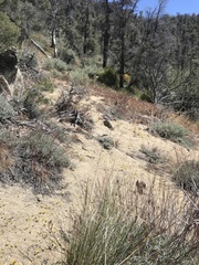 Nemacladus sigmoideus