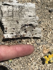 Nemacladus sigmoideus