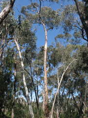 Eucalyptus rubida