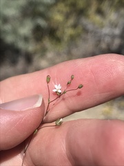 Nemacladus sigmoideus