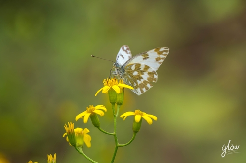 Eastern Bath White