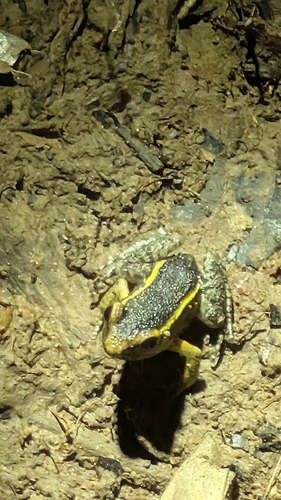 Lithodytes lineatus, 2026-10-18