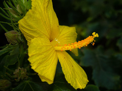 Hibiscus brackenridgei