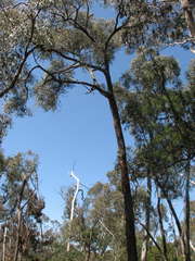 Eucalyptus macrorhyncha