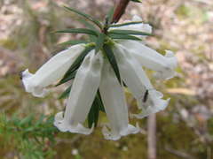 Epacris impressa