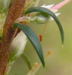 Epacris impressa