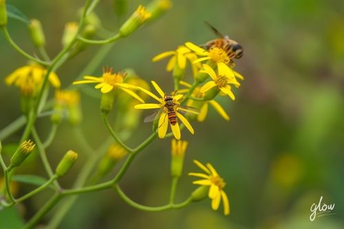 Marmalade Hover Fly