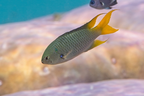 Neopomacentrus observed 2026-10-19
