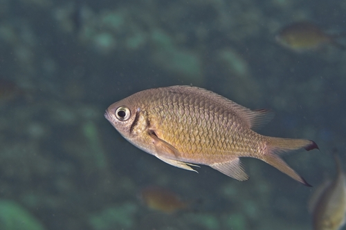 Chromis weberi observed 2026-10-18