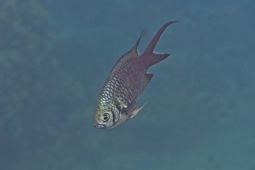 Chromis xanthura observed 2026-10-18