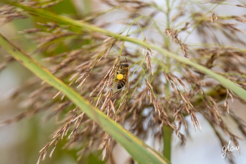 Western Honey Bee