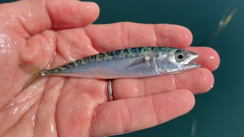 Scomber japonicus observed 2026-10-19