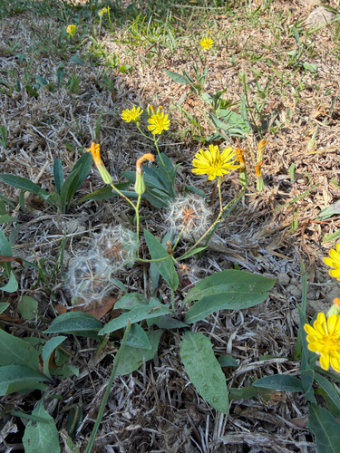 Ixeris chinensis observed 2026-10-20