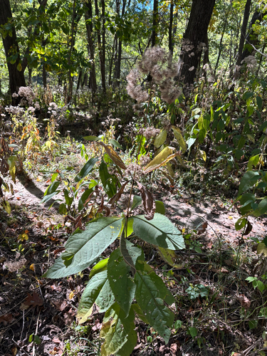 Eutrochium purpureum, 2026-10-18