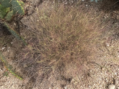 Muhlenbergia porteri observed 2026-10-19