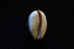 Staphylaea staphylaea