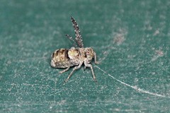 Elicinae