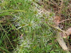 Clematis microphylla microphylla