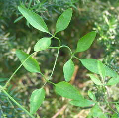 Clematis microphylla microphylla