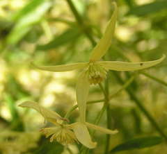 Clematis microphylla microphylla