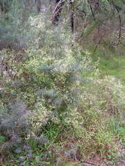 Clematis microphylla microphylla