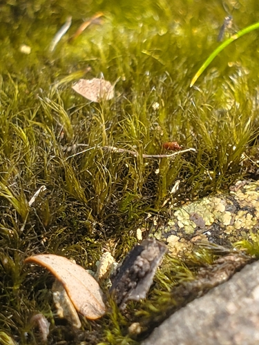 Campylopus observed 2026-10-20