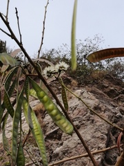 Leucaena lanceolata