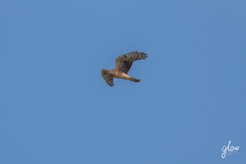 Hen Harrier
