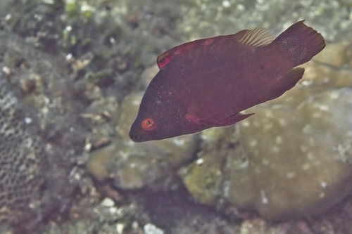 Cheilinus oxycephalus observed 2026-10-18