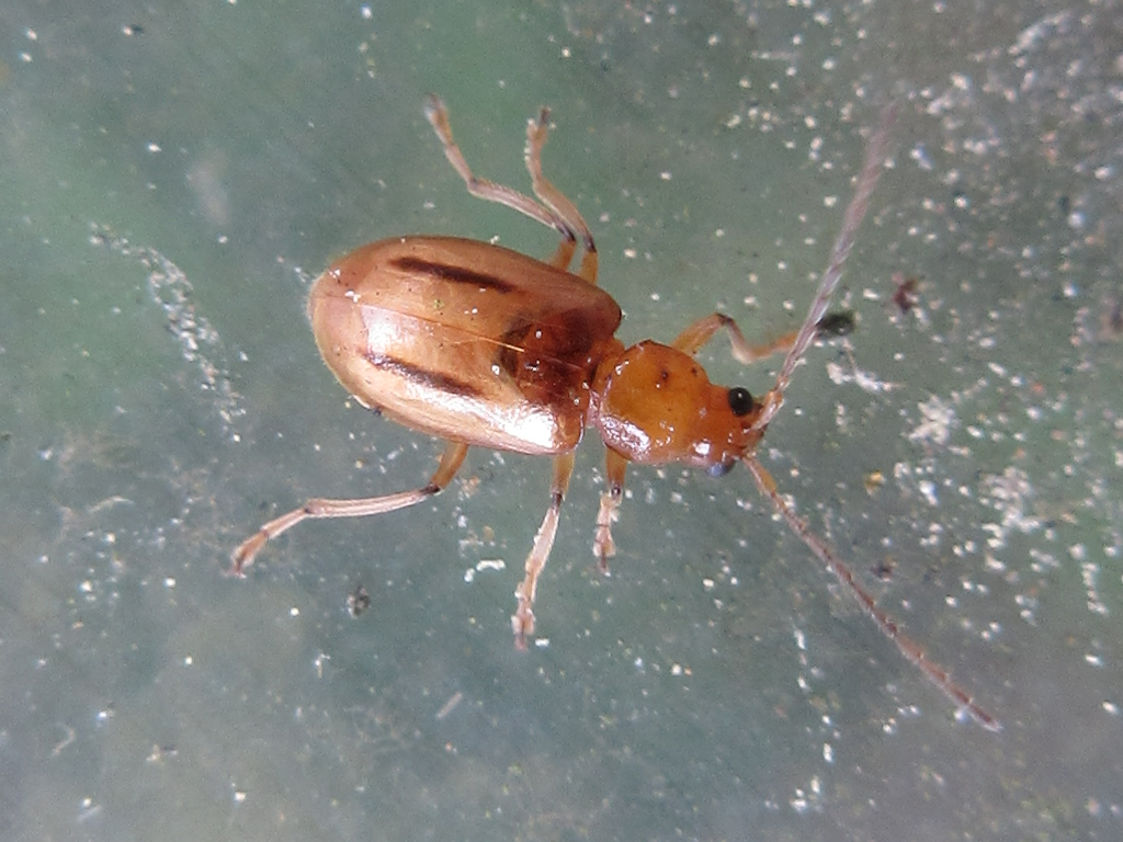 Medythia nigrobilineata