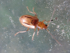 Medythia nigrobilineata