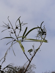 Leucaena lanceolata