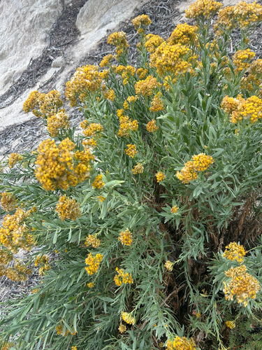 Ericameria parishii, 2026-10-17