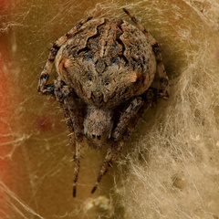 Neoscona quincasea