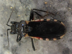 Ectrychotes andreae