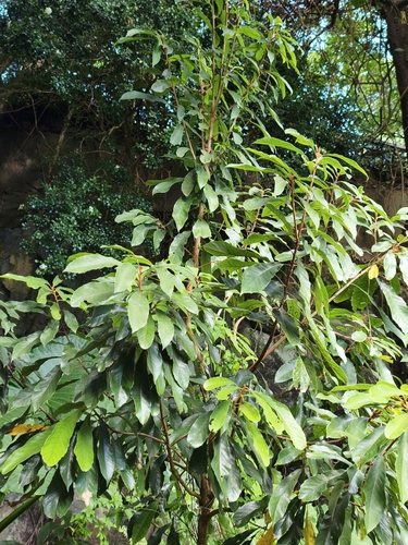 Meliosma observed 2026-10-20