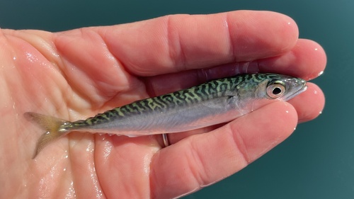 Scomber japonicus observed 2026-10-19