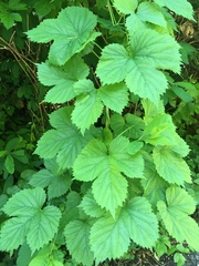 Humulus