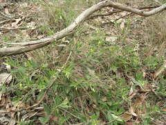 Billardiera mutabilis