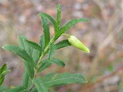 Billardiera mutabilis