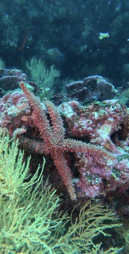 Mithrodia observed 2026-10-14