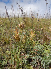 Oxytropis nitens
