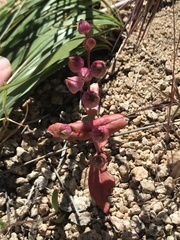 Collinsia callosa