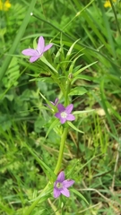 Legousia falcata