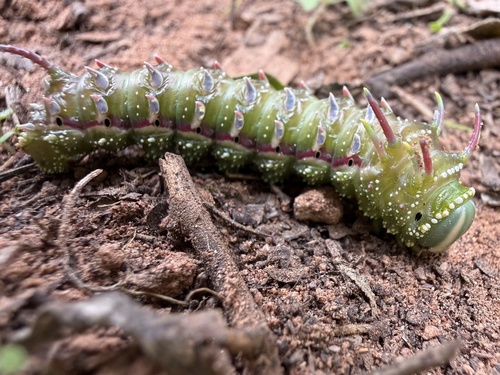 Hubbard's Silk Moth