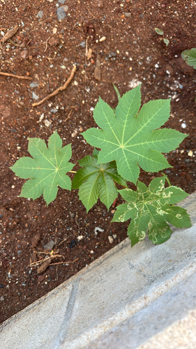 Ricinus communis observed 2026-10-19